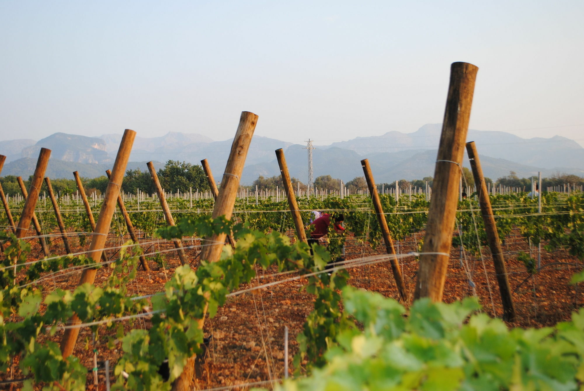 Weingut & Landhotel Can Davero Бинисалем Экстерьер фото